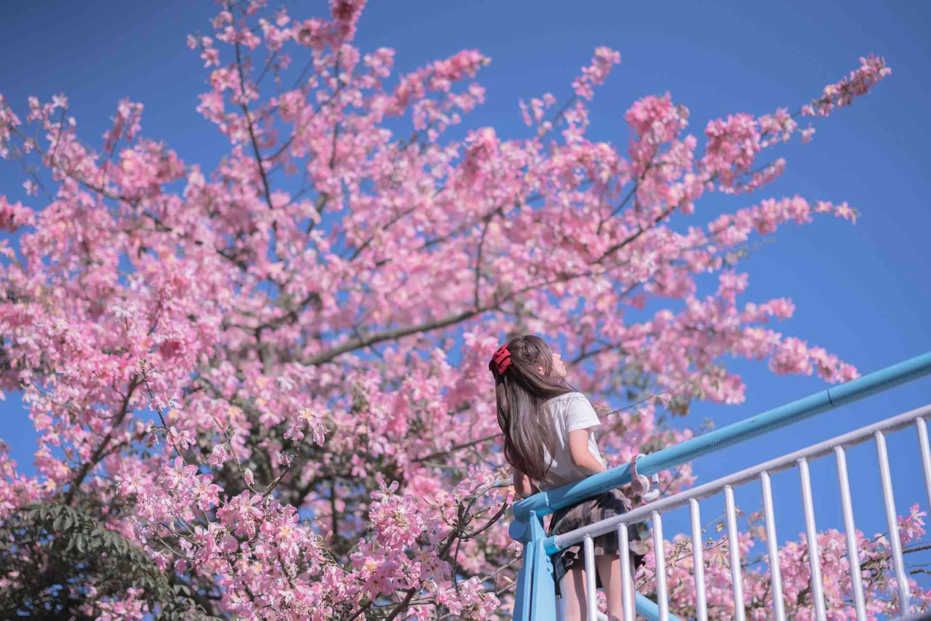 萌芽儿o0异木棉花